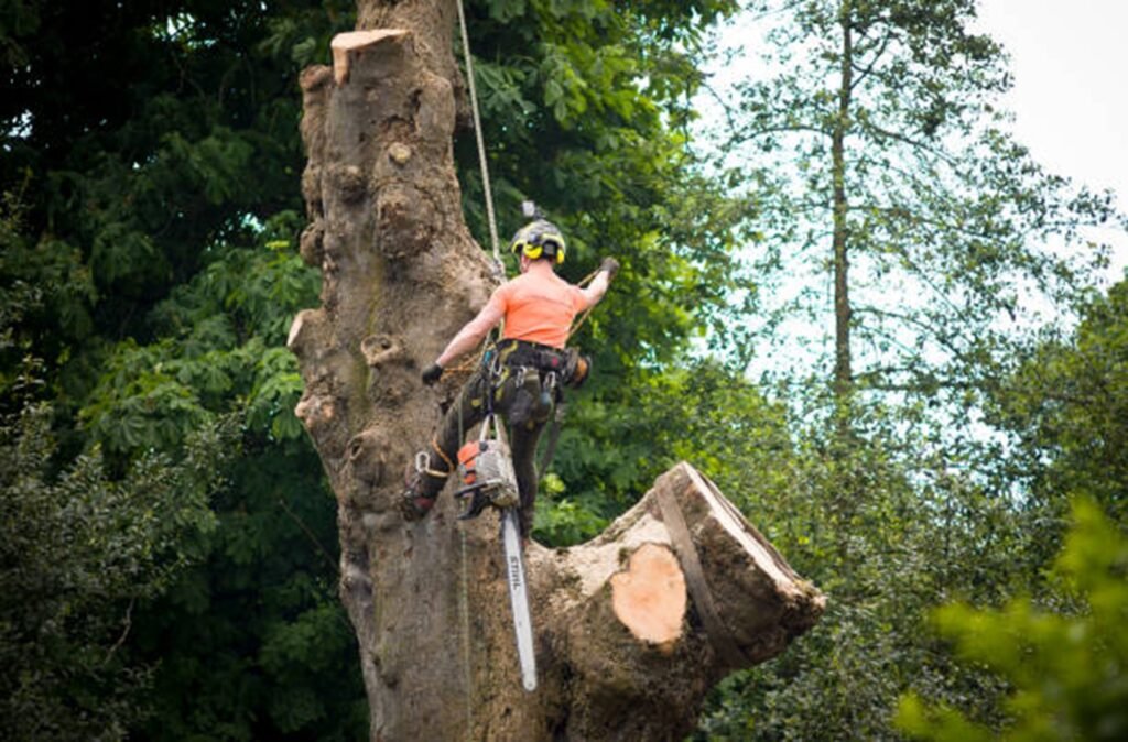 Safe tree removal service removing a large tree near a home in El Monte, CA