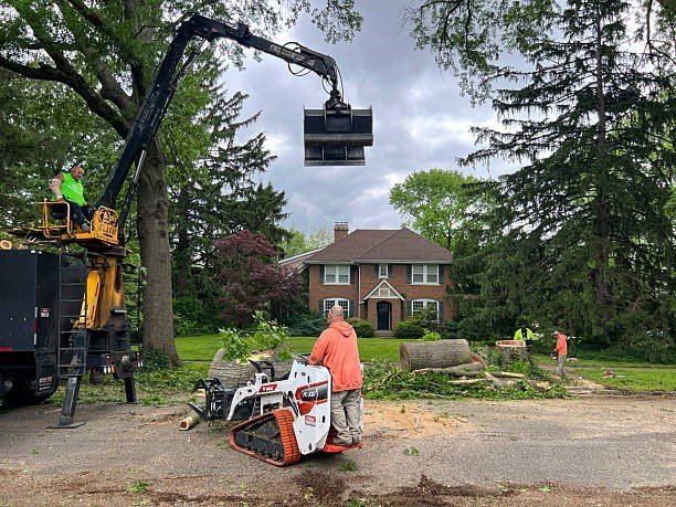 Professional tree trimming service in El Monte with crew pruning branches near a residential home