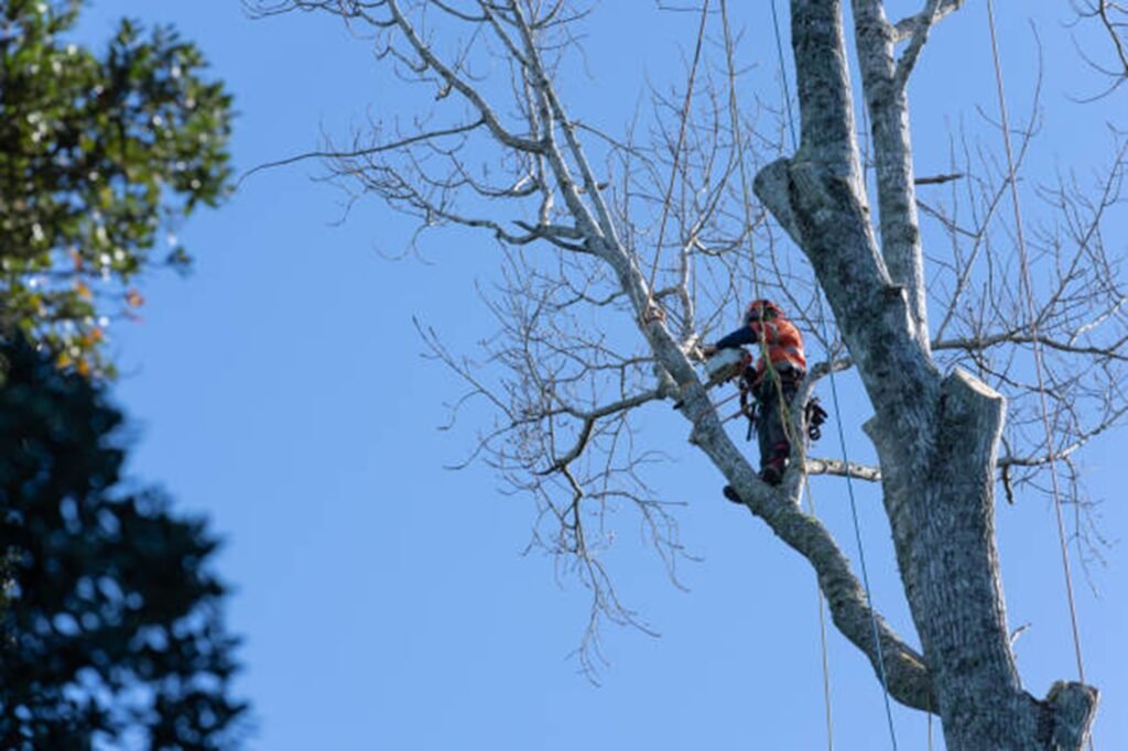 Professional tree removal crew safely cutting down a large tree near a home in El Monte, CA