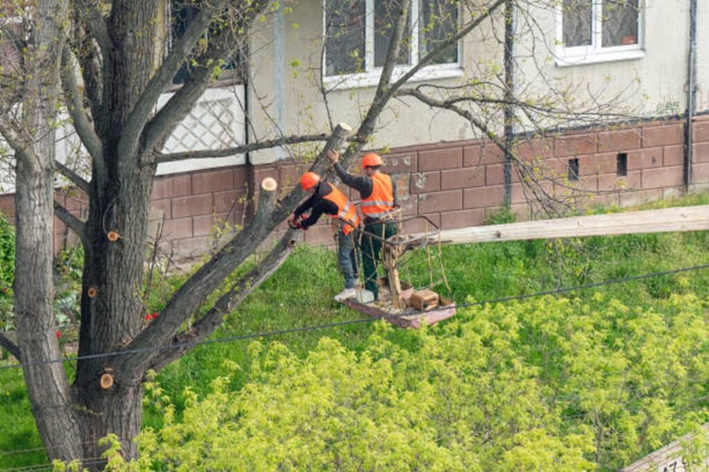 Tree trimming and pruning service improving tree health and safety at a El Monte, CA property