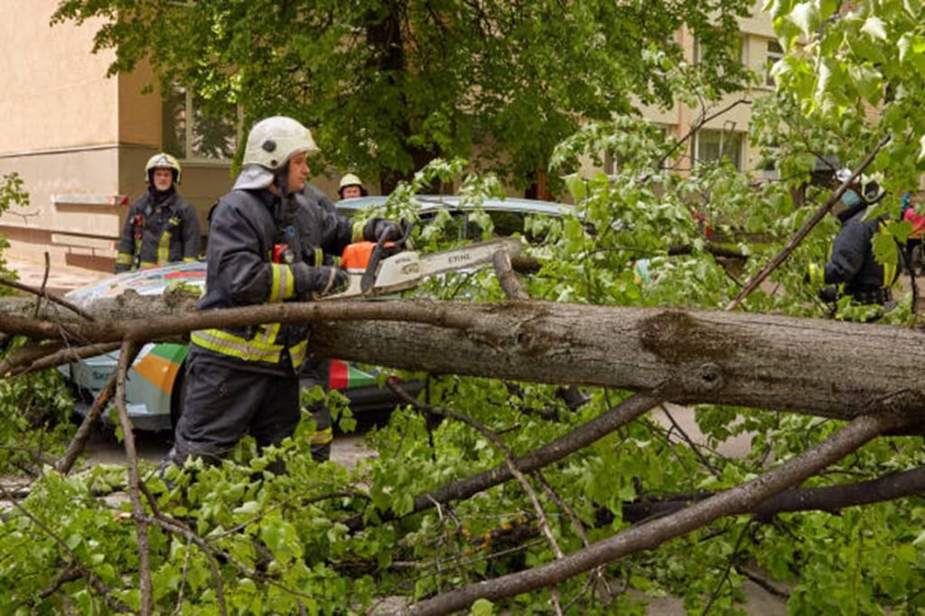 Emergency tree service crew removing a storm-damaged tree from a El Monte, CA driveway