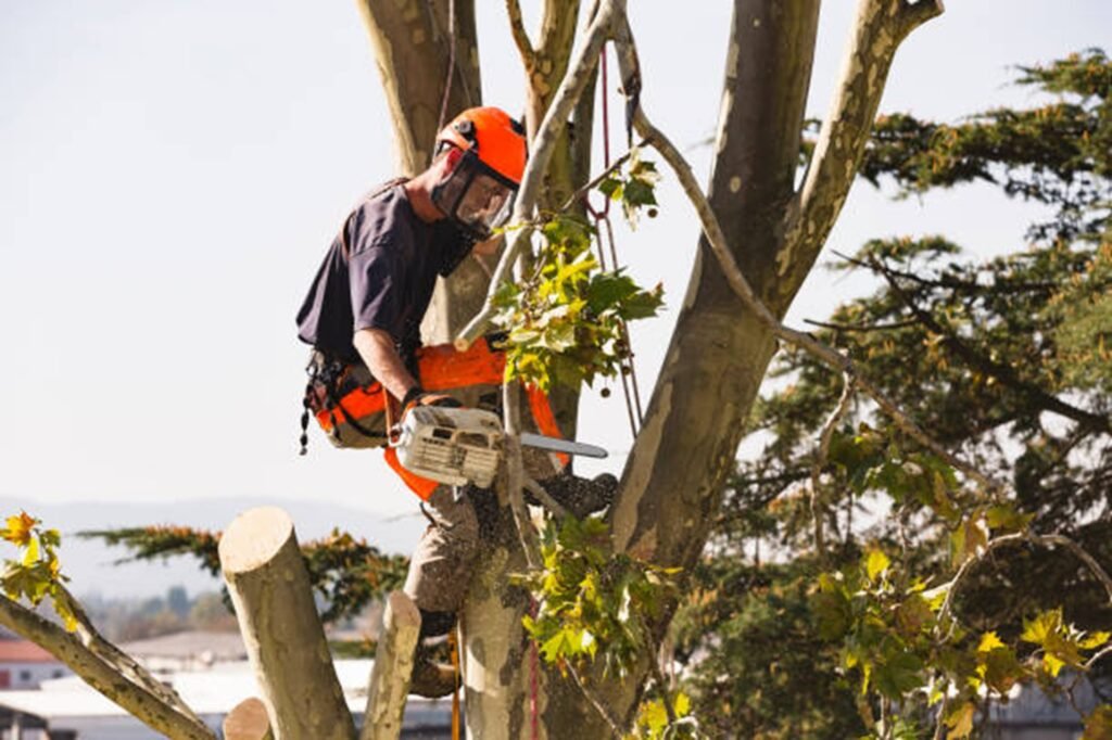Overgrown and hazardous trees creating safety risks at a residential property in El Monte, CA