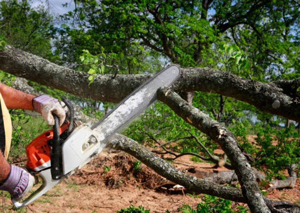 Property restored after professional tree removal service in El Monte, California