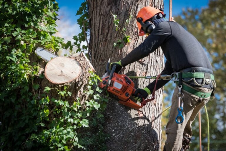 Tree Removal Permit in El Monte, CA | Complete Guide