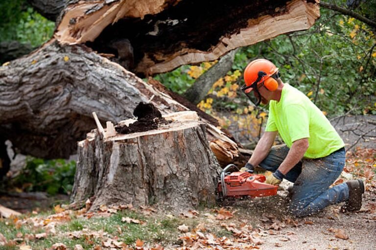 How Much Does Tree Removal Cost in El Monte, CA? Complete 2026 Pricing Guide